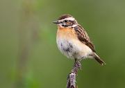 Braunkehlchen - Whinchat (Saxicola rubetra)